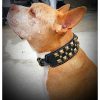 Black and Antique Brass Hardware Large Dog Collar